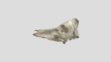 el jabalí cráneo - descargar gratis 3d modelo de risd laboratorio naturaleza risdnaturelab 9e41b05 sus scrofa número serie 1011 3d print model - Mito3D