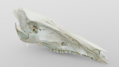 wild boar skull - buy royalty free 3d model florian ludewig flolu anatomy pig bone teeth nature photo-scan photogrammetry scan animal boat 3d print model - Mito3D