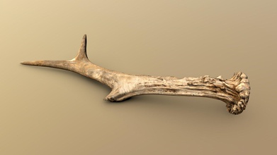 wild used deer antler - buy royalty free 3d model florian ludewig flolu 39c9736 photos reconstructed found german forest cleanly uv-mapped without overlaps all textures maps come high detail also allowing close-up shots ready any use case you want no matter if game still render animation included several different file formats including obj fbx glb note mesh has accurate real life scale meshes lod0 85k vertices files questions feel contact me time can find information my website https flolucom 3d print model - Mito3D