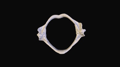 inverno patim Leucoraja ocellata mandíbula 3d modelo Emily esalonia cf726be 3d print model - Mito3D