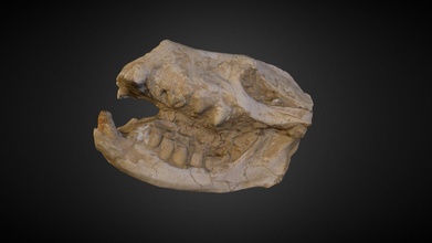 kurt kafatası Fosi li 3d model fosiller conqueror78 0f20f12 3d print model - Mito3D