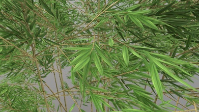 giallo scanalatura bambù albero natura 3d pianta acquistare royalty gratuito modello chandrarati a600d2a 3d print model - Mito3D