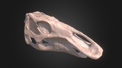 joven maiasaura cráneo comprar realeza gratis 3d modelo olof topo lordtrilobite b8c1443 3d print model - Mito3D