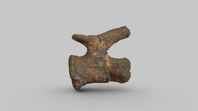 zby atlanticus caudal vertebra - 3d model museu da lourinh museudalourinha c9a25ce 3d print model - Mito3D