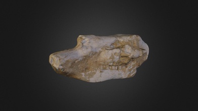 zebra cranio fossile 3d modello fossili conqueror78 44a5284 3d print model - Mito3D