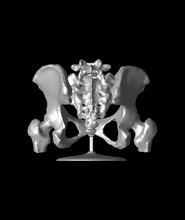 6 piece magnético hembra pelvis modelo 3d gracias 3d print model - Mito3D