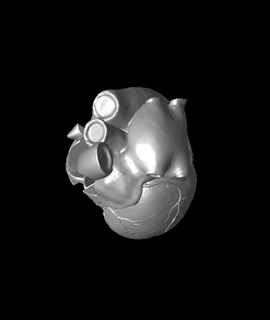 anatomical heart puzzle davemakesstuff 3d print model - Mito3D