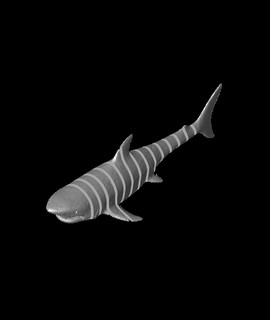 articolato squalo Jack tinkerer 3d print model - Mito3D