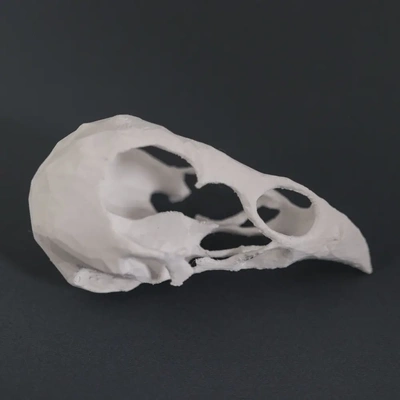 bird skull - 3d by on thangs chicken skeleton bone bones head face beak birds chickens chick crow raven halloween prop skulls skeletons anatomy animal animals 3d print model - Mito3D