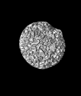cervello corallo scheletro ciotola fioriera più 3d print model - Mito3D