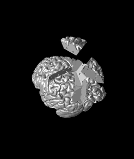 cerebro rompecabezas davemakesstuff aficiones juegos 3d print model - Mito3D