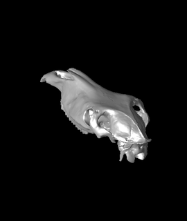 cavalo crâne 3d modèle produtodesigner001 3d print model - Mito3D