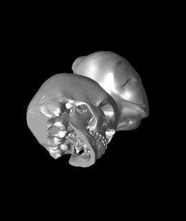 chef crâne impression presse 3d print model - Mito3D