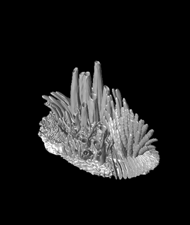 coral recife cena printbunny casa jardim 3d print model - Mito3D