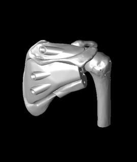 dynamic shoulder rotator cuff education 3d print model - Mito3D