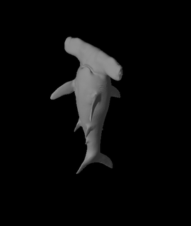hammerhead shark jerrycon 3d print model - Mito3D