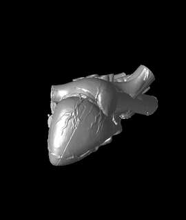 heart vase1 skiddish 3d print model - Mito3D