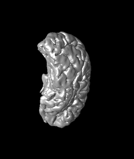 hemisferio cerebral derecho vesalius 3d print model - Mito3D