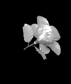 hibiscus ifreshwater 3d print model - Mito3D
