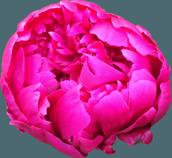 forge chapeaux rose pivoine pezliz 3d print model - Mito3D