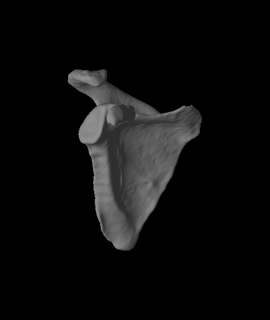 human scapula vesalius 3d print model - Mito3D
