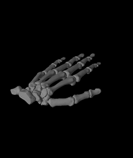 links Hand Vesalius 3d print model - Mito3D