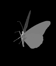 monarch butterfly 3d model daliborpejiciccns thangs 3d print model - Mito3D