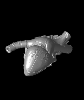 kalp damarım ürkek 3d print model - Mito3D