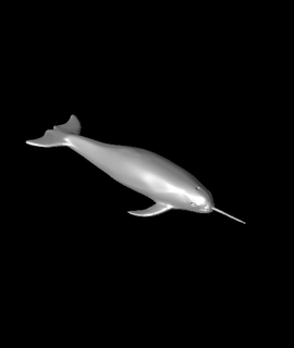 narwhal 3d model mz4250 thangs 3d print model - Mito3D