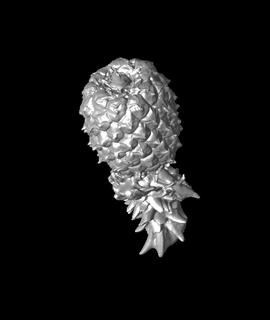 pineapple generated revopoint pop 3d model thangs 3d print model - Mito3D