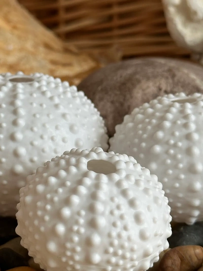 sea urchin shells bumpy - 3d by davemakesstuff on thangs 3d print model - Mito3D