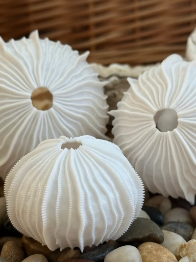 sea urchin shells finlets - 3d by davemakesstuff on thangs 3d print model - Mito3D