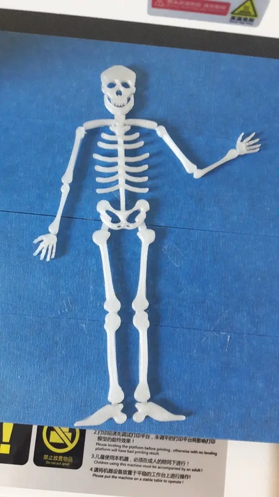 skeleton flat - 3d by tobiasreckinger on thangs 3d print model - Mito3D