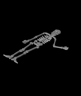 skeleton flat tobiasreckinger 3d print model - Mito3D