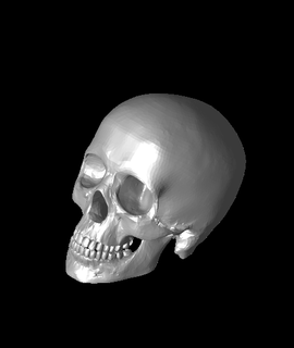 skull arnost mr 3d print model - Mito3D