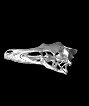 velociraptor cranio 3d modello uomo grazie 3d print model - Mito3D