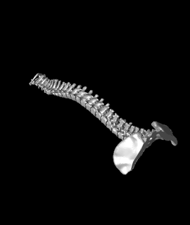 vertebral empilhamento blocos saúde ginástica 3d print model - Mito3D