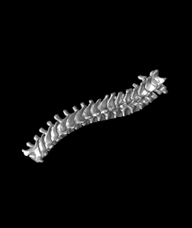 usable columna vertebral 3d modelo davemakesstuff gracias 3d print model - Mito3D