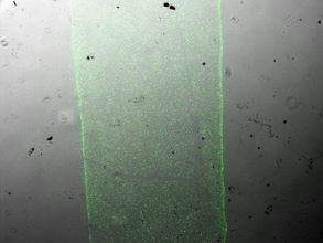 cellstruder v1 3d a impressora extrusoras biologia coli o líquido pesquisa seringa 3d print model - Mito3D