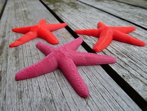 las estrellas de mar otros 3d animal destacados fósil la geología geoscience paleontología el vida 3d print model - Mito3D