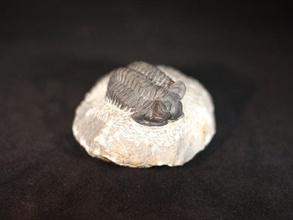 trilobite 250 500 mil years old now your fancy 3d printer scans replicas arthropod fossil geology geoscience paleontology 3d print model - Mito3D