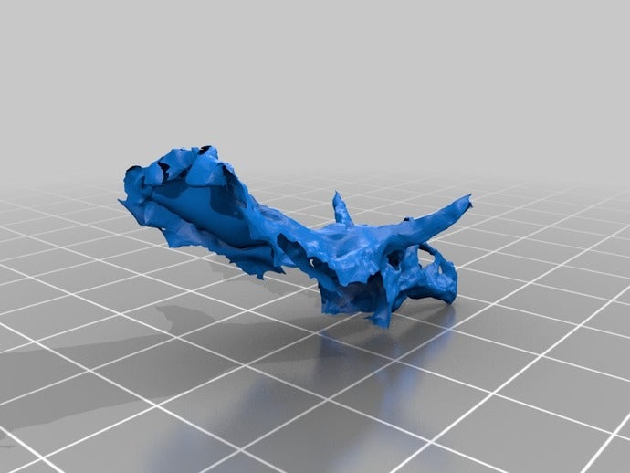 chasmosaurus crânio animais 3D print model - Mito3D