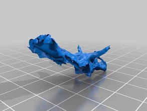 chasmosaurus Schädel Tiere 3d print model - Mito3D