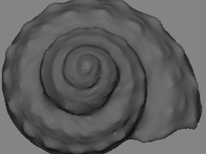 sea shell ornamento altri granchio eremita 3d print model - Mito3D