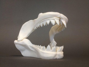 great white skull biologia o jaws tubarão encaixe dentes 3d print model - Mito3D