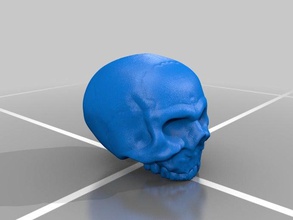 Schädel Menschen Anatomie Knochen 3d print model - Mito3D