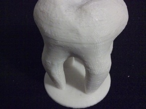 hollow tooth prtinable sculptures 3d print model - Mito3D
