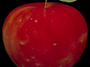 apple gıda iç kırmızı 3d print model - Mito3D