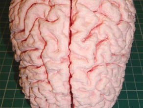 il cervello umano altri sfida faberdashery difficile medico rm pla split in vetrina makeaperson 3d print model - Mito3D