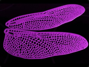 dragonfly wing set animals dragonflies dragon fly fairy wings insects prop 3d print model - Mito3D